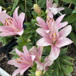 下一次爱情会是什么样的呢