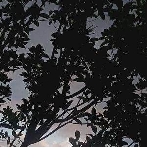 思异症