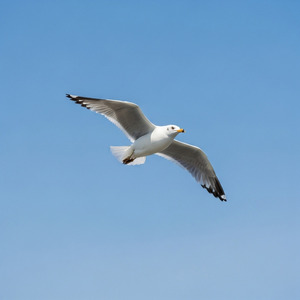 カモメのふんわり空時間