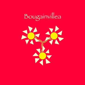 Bougainvillea