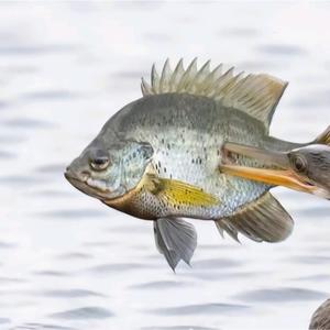 DeBurgersVanBobsBurgersZijnBestLekker