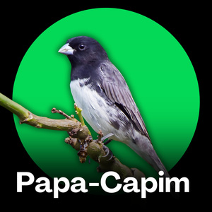 Papa Capim - Tui Tui Natural