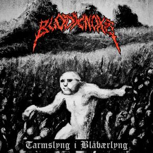 Tarmslyng i Blåbærlyng