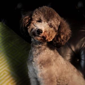 灰太狼 灰太狼 灰