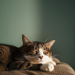 Susurro Suave Felino