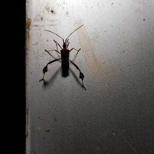 Virginia In The Rain