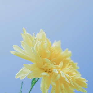 梦见果冻_(cover李巍)