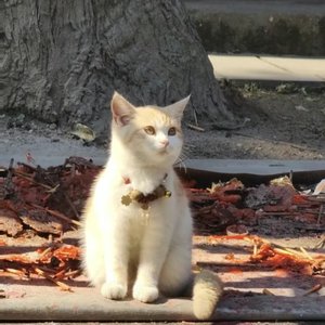 清晨遇见猫_sq