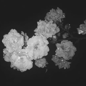 初春雨後的夜裡適合想你