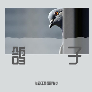 鸽子