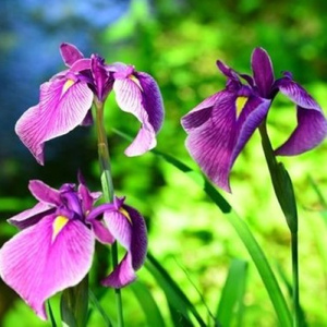 アイリスからの手紙