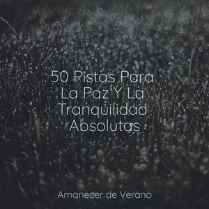 Reflexiones Brumosas Flotando