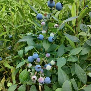 喜欢你demo