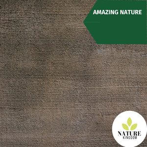 Gentle Song of the Red-eyed Bulbul