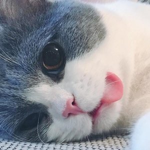 唯一—cover告五人