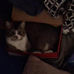 Arabic Frogs Low-Fi Chill