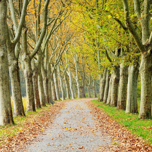 大风吹倒梧桐树