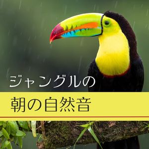 ジャングルの朝の自然音