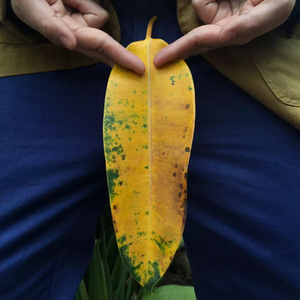 今夜我们不回家 original mix