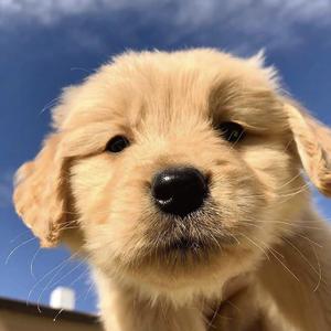 最后一页（翻自 泽野千里）