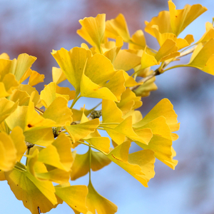 My sister's fanciful brothers