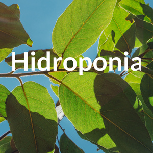 Hidroponia