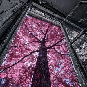 仲夏夜之梦 Summer Elysium