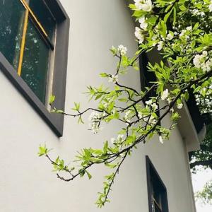 月亮还没来（网络热播）