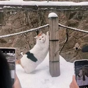 猜着你的心再次决定