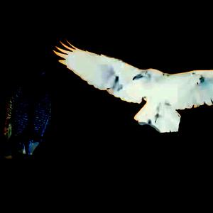 du + ich (feat. Queris)