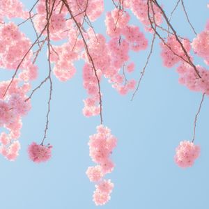 「Free Beat」粉红小吉他
