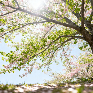 这个春天抬头看树