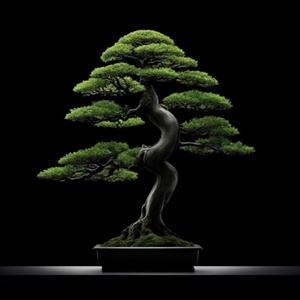 Bonsai Tree