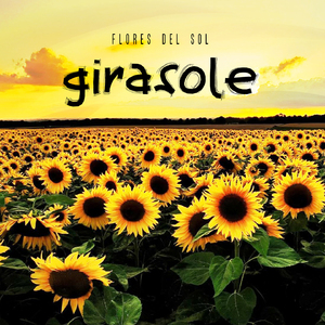 Girasole