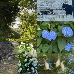 Kvetinová koruna hortenzie