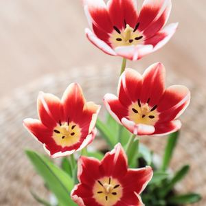 Cantate Domino（Vytautas Miskinis1954）