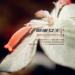 断崖女王（纯音乐）