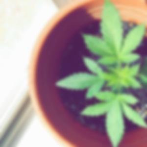 Beer n Weed (feat. Bull$eye & Bullet) (Remix)
