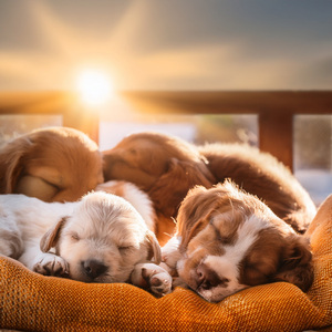 Alineaciones De Sinfonía Suave