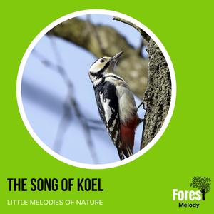 Blissful Music of the Hummingbird