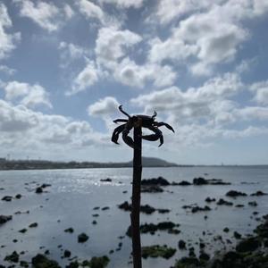 我看见窗外的风还有你