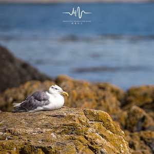 寄给你的信 (钢琴+下雨声)