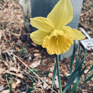 Daffodils