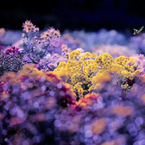 我的执着能否感动你