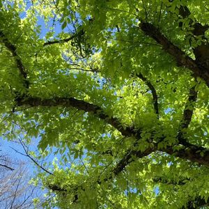 哑火乌托邦 伴奏