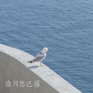 岁月忽已暮（翻自 房东的猫）