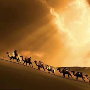 拉着骆驼的哥哥走远方