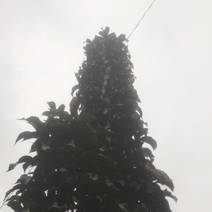 Let's Sing (Acoustic)