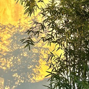 闲观万事岁月长