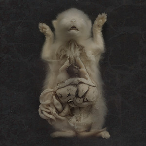 Песни совиных вьюг